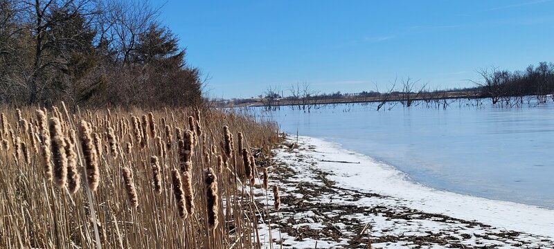 Cat tails along the edge of frozen Mozinga Lake.