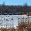 Cat tails along the edge of frozen Mozinga Lake.