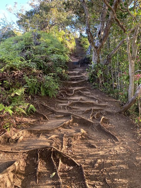 Trail is covered in roots! Weak ankles be advised. Wear extra support.