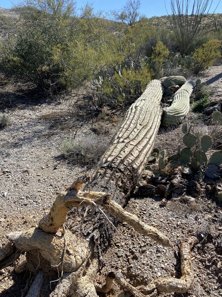 Wheel of life in the desert.