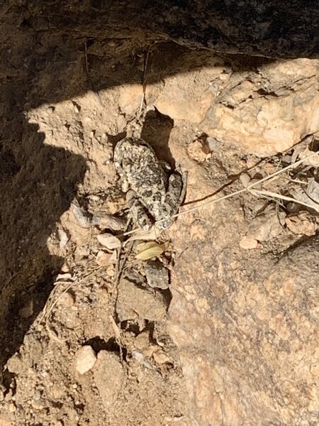 Beautiful frog on trail.