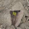 A fern grows in a collapsed lava tube along the Napau Trail.