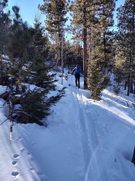 In the woods climbing switchbacks.