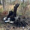 Stump with fungus