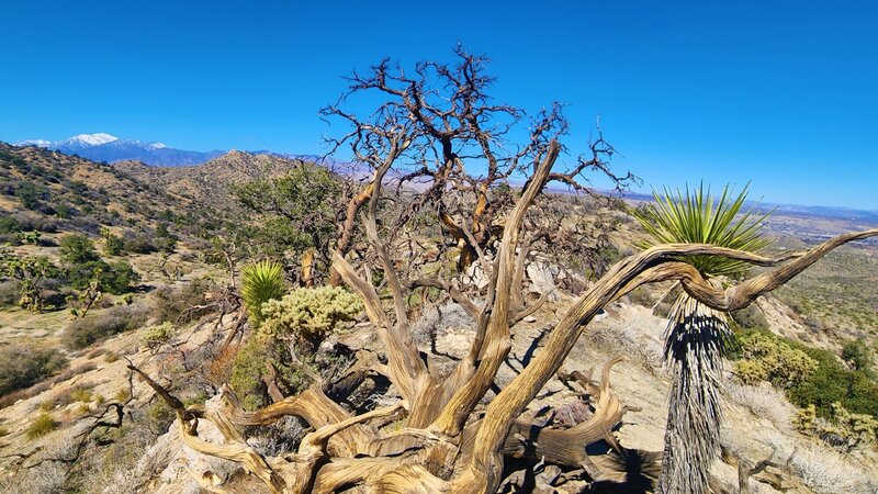 View from the trail