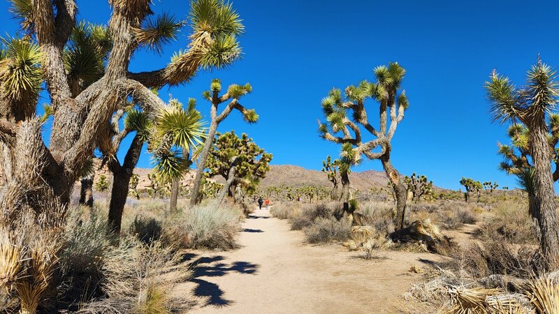 View from the trail