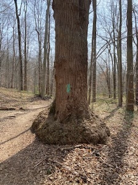 Pohick Creek Loop