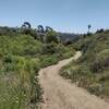 Grass gives way to shrubs as the trail begins to head towards the creek.