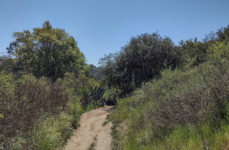 Approaching the creek, thin woods are ahead and so is the occasional cactus.