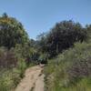 Approaching the creek, thin woods are ahead and so is the occasional cactus.