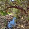 The creek runs through thin woods at the bottom of its canyon.