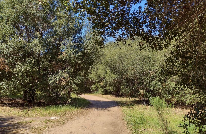 Thin, sunlit oak woods along Tecolote Canyon Trail South, at the canyon bottom.