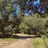 Thin, sunlit oak woods along Tecolote Canyon Trail South, at the canyon bottom.