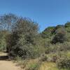 The canyon hillsides can be seen along an open stretch of Tecolote Canyon Trail South.