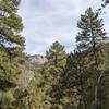 Ponderosa pines, down the wash from the main trail