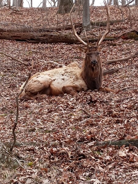 This "Lone Elk" was sitting in the woods, overlooking the herd. The King on His Throne.
