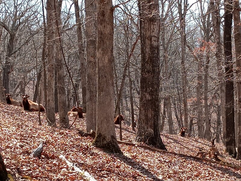 Elk Herd