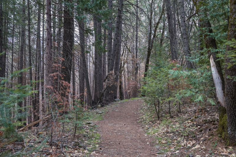 An easy walk down the forested dirt path descending toward the creek.