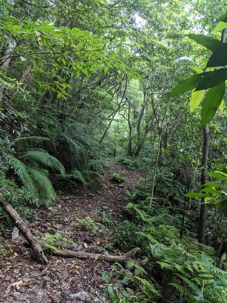 Trail View of the Magic Mist Trail