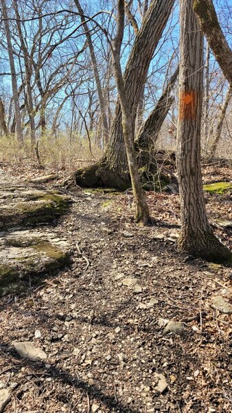 Trail through the woods (with the orange blaze)