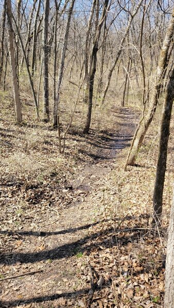 Trail through the trees