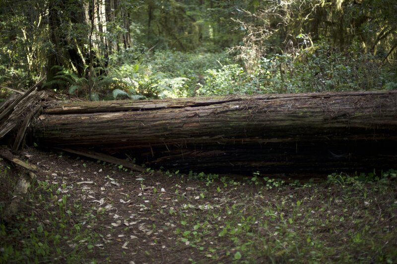 Fallen Redwood Tree along the trail.