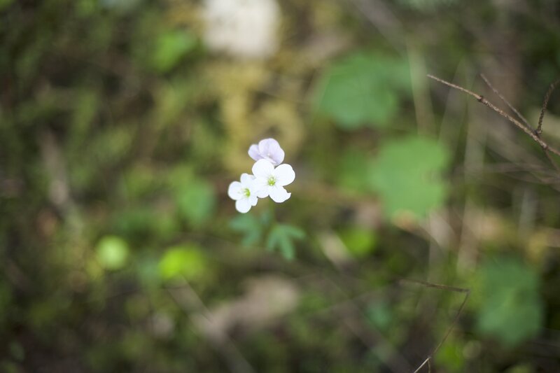 Flowers bloom in April along the trail, great for wildflower peepers!