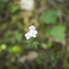 Flowers bloom in April along the trail, great for wildflower peepers!