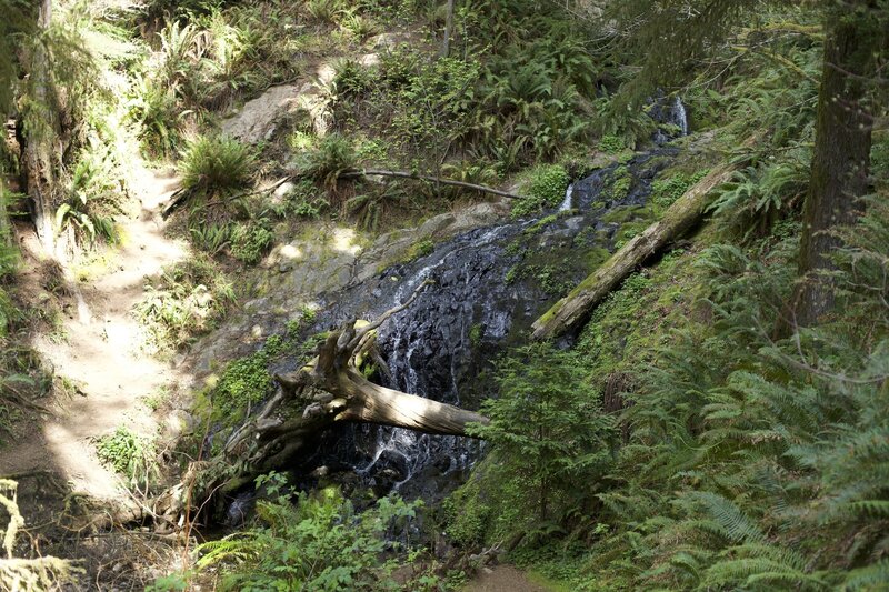 Fern Fall at the end of the Boy Scout Tree Trail.