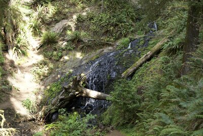 Fern Fall at the end of the Boy Scout Tree Trail.