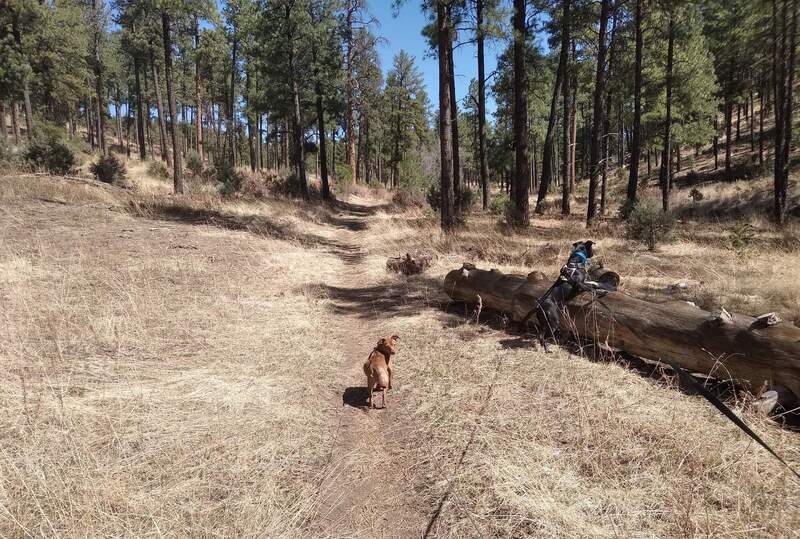 Chiko (brown) & Patsy (black) enjoying a walk with their humans!