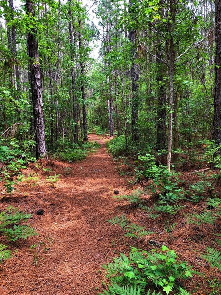 Maritime Forest trails are well managed.