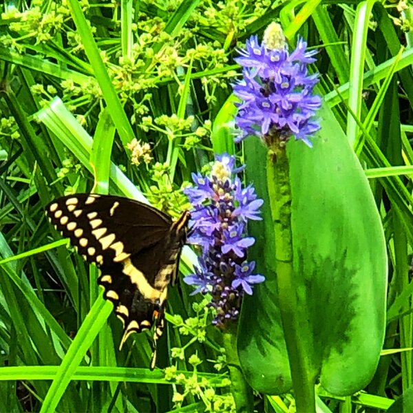 Wildflowers and butterflies