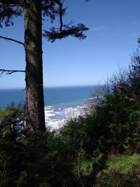 Skunk Cabbage Trail meets the Coastal Trail