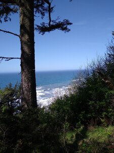Skunk Cabbage Trail meets the Coastal Trail