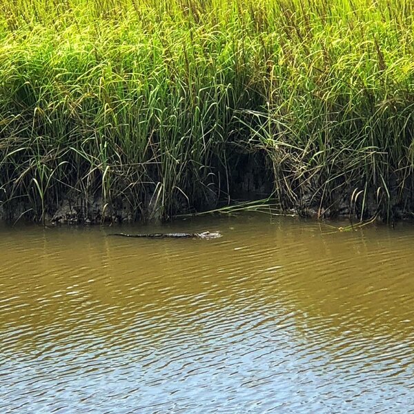 Alligator swimming against the tide in the Awendaw Creek.