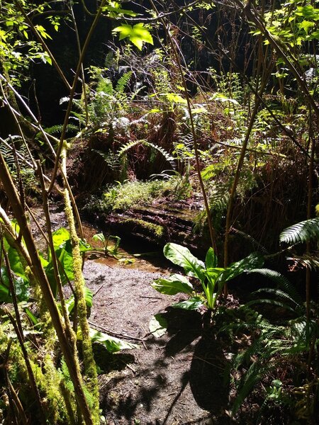 Skunk Cabbage Trail has springs that drain into Skunk Cabbage Creek