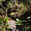 Skunk Cabbage Trail has springs that drain into Skunk Cabbage Creek