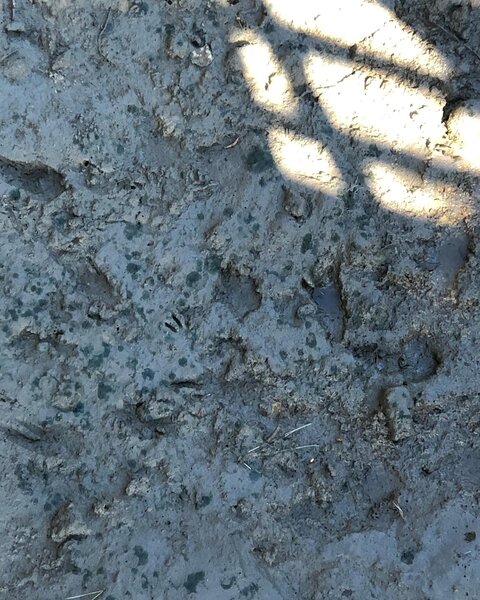 Footprints in the pluff mud viewed from a bridge