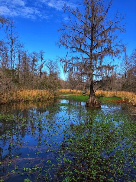 Scenic Vistas - Osprey Loop