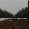 Bickford Hollow Bog on a rainy day.