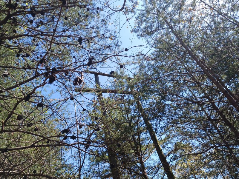 Old Power line and pole. Guess the trail follows the road that was used to service these.