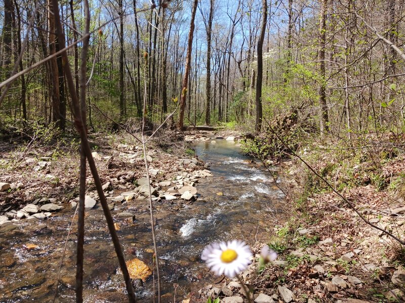 Small feeder stream flowing into Champion creek, nice little point with room to sit and take in the view