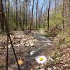 Small feeder stream flowing into Champion creek, nice little point with room to sit and take in the view