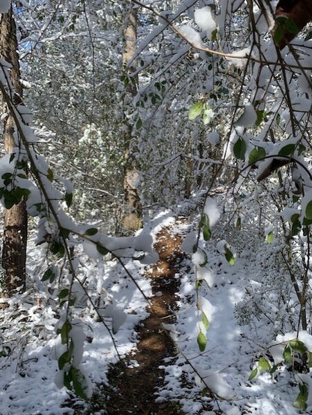 This was taken 3-12-22 on the Cadron Settlement Trail. It had snowed the night before. It was a beautiful hike.