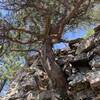 I thought this was a cool pic of a tree growing out of the rocks. This was taken on April 3, 2022 on the Mt. Nebo hike.