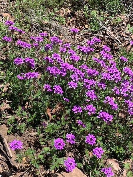 The wild Sweet Williams are in bloom on the mountain.