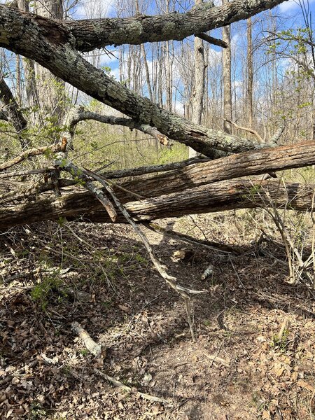 Some trees blocking the path.