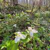 Springtime patch of Great White Trillium