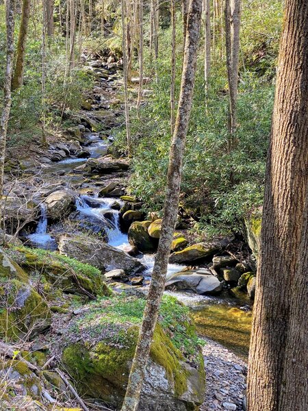 Clean, white water running down the Staire Branch